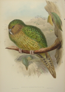 John Gould Birds of Australia